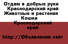 Отдам в добрые руки - Краснодарский край Животные и растения » Кошки   . Краснодарский край